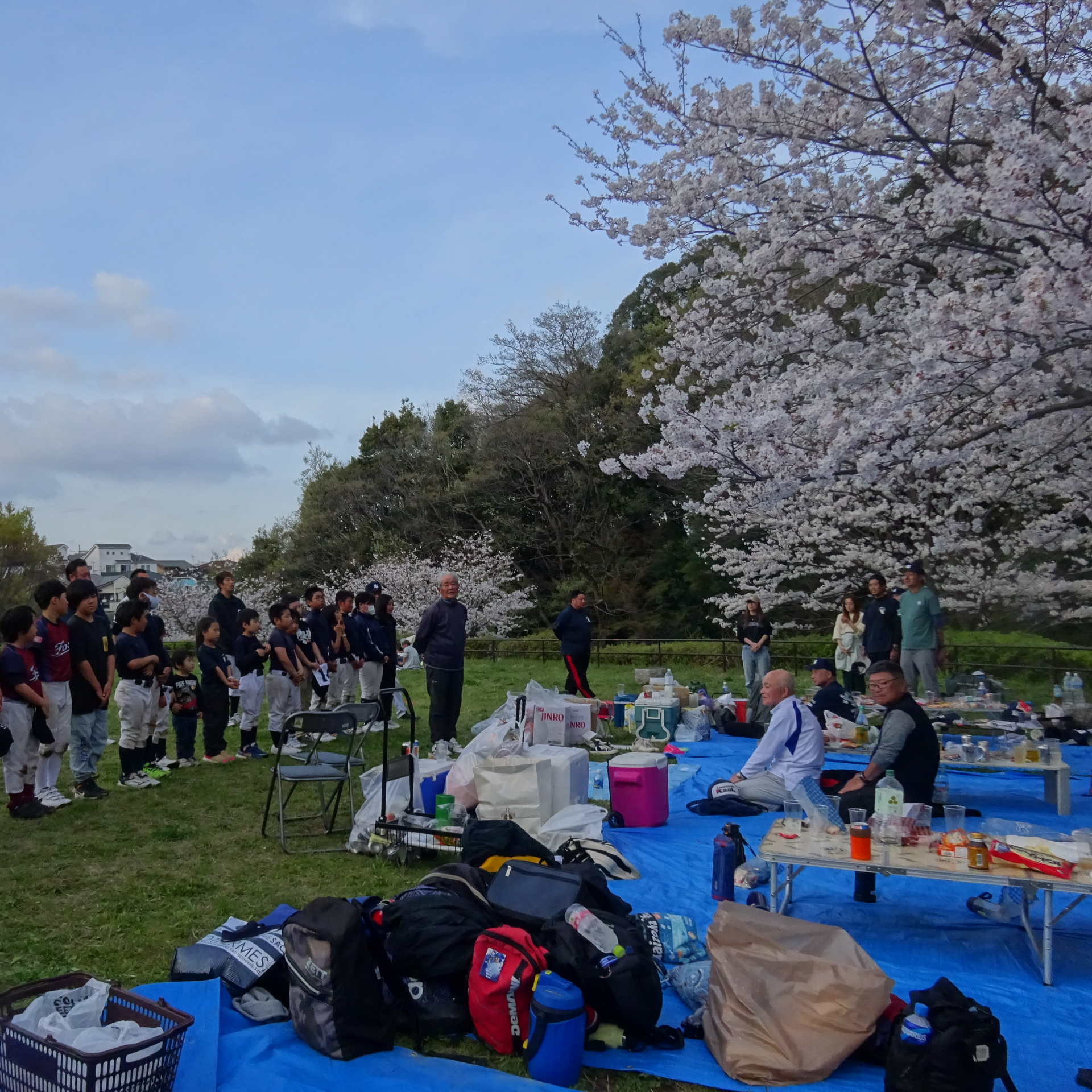 菅南フォックス　お花見　菅田みどりの丘公園